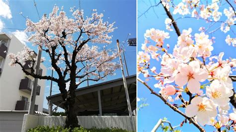 日本參樹風水|風水×庭木のヒント9選【植えてはいけない木や植えると良い木。